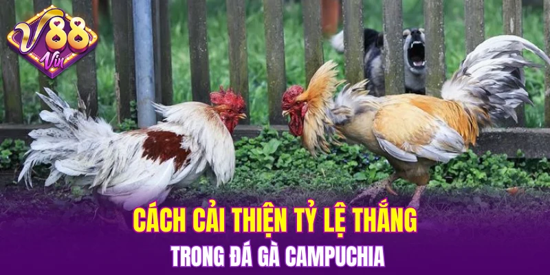 Trải Nghiệm Vòng Quay Hấp Dẫn Trong Nổ Hũ Đổi Thưởng 7 Cách cải thiện tỷ lệ thắng trong đá gà Campuchia