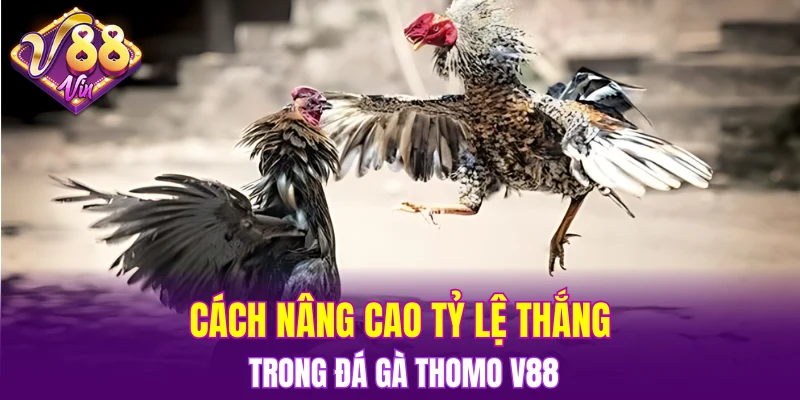 Trải Nghiệm Vòng Quay Hấp Dẫn Trong Nổ Hũ Đổi Thưởng 6 Cách nâng cao tỷ lệ thắng trong đá gà Thomo V88