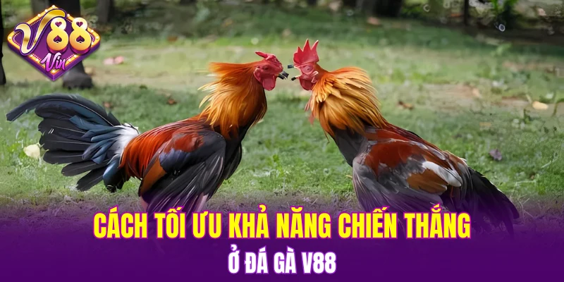 Đá Gà V88 6 Cách tối ưu khả năng chiến thắng ở Đá gà V88