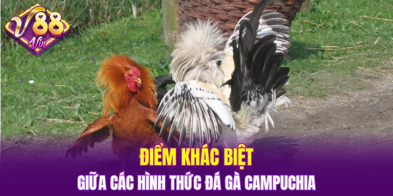 Trải Nghiệm Vòng Quay Hấp Dẫn Trong Nổ Hũ Đổi Thưởng 6 Điểm khác biệt giữa các hình thức đá gà Campuchia