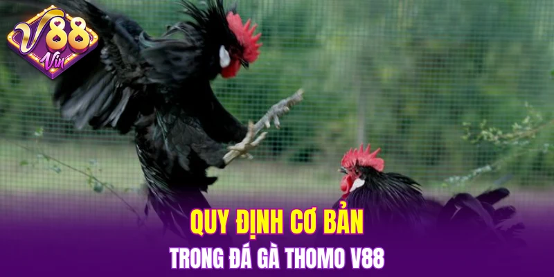 Trải Nghiệm Vòng Quay Hấp Dẫn Trong Nổ Hũ Đổi Thưởng 5 Quy định cơ bản trong đá gà Thomo V88