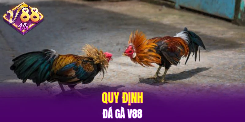 Đá Gà V88 5 Quy định Đá gà V88